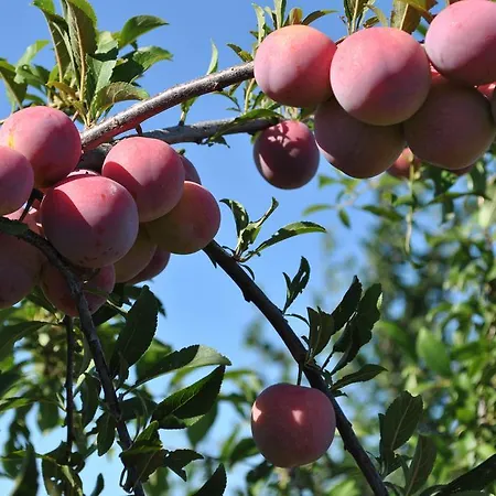 Al Refolo Farm stay Poggiorsini